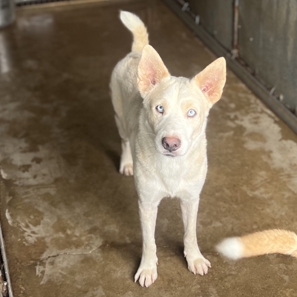 PRINGLE - Pei, Shar / Mix available for adoption