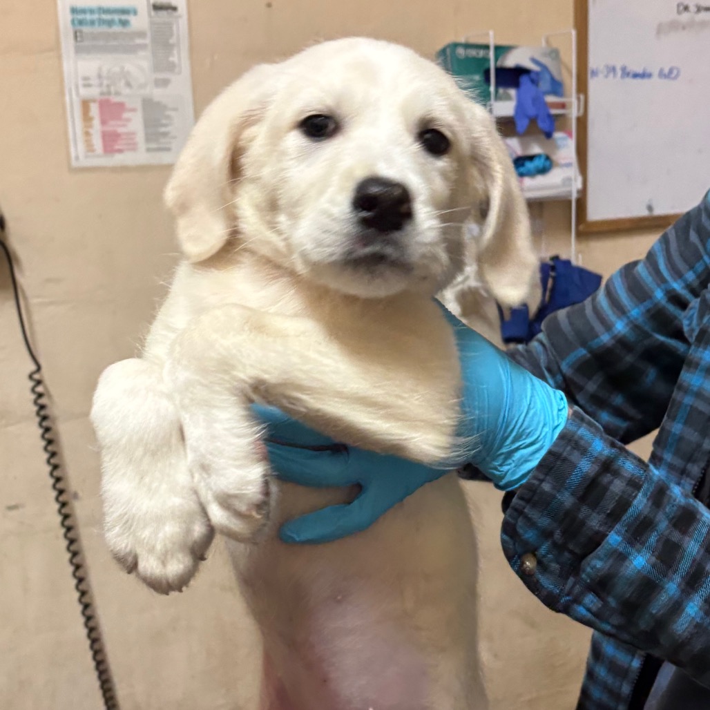 Labrador Retriever