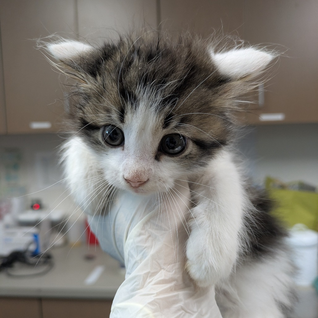 BUZZ - Domestic Longhair / Mix available for adoption