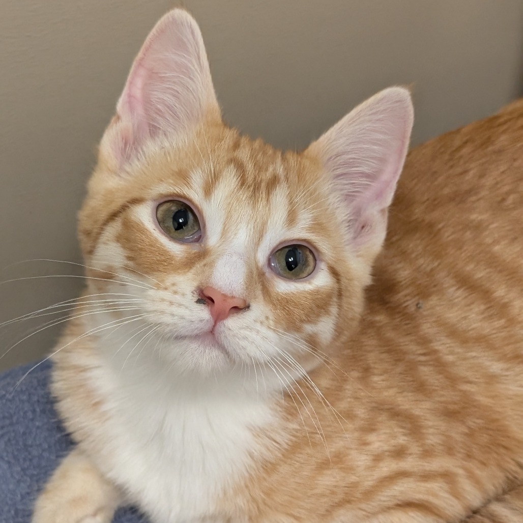 MARRY (BONDED WITH DOLLY) - Domestic Shorthair available for adoption