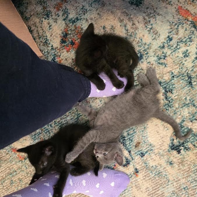 BOOTES - Domestic Shorthair available for adoption