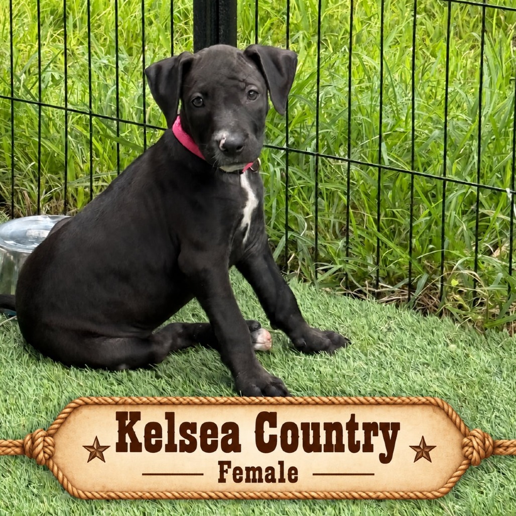 Kelsea Country