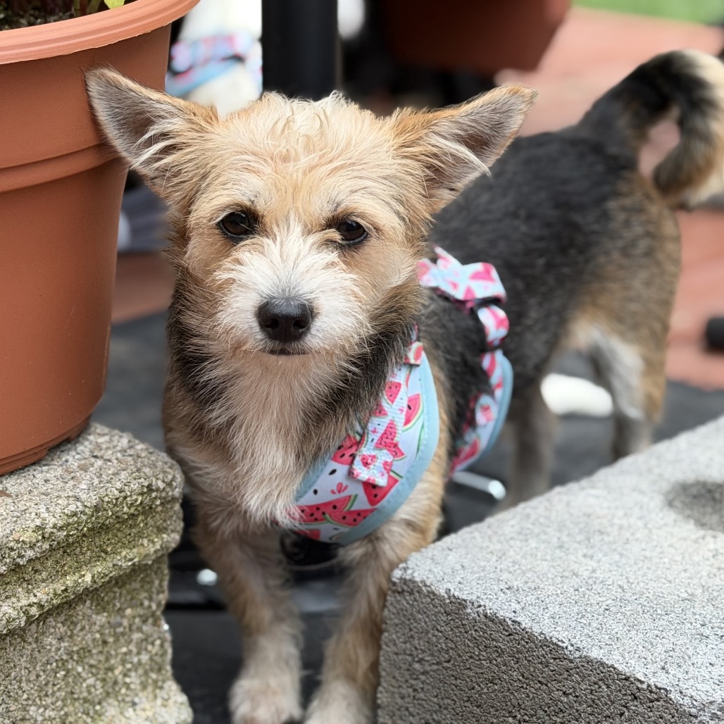 BUTTERSCOTCH - Terrier, Yorkshire, Yorkie / Mixed Breed (Small) available for adoption