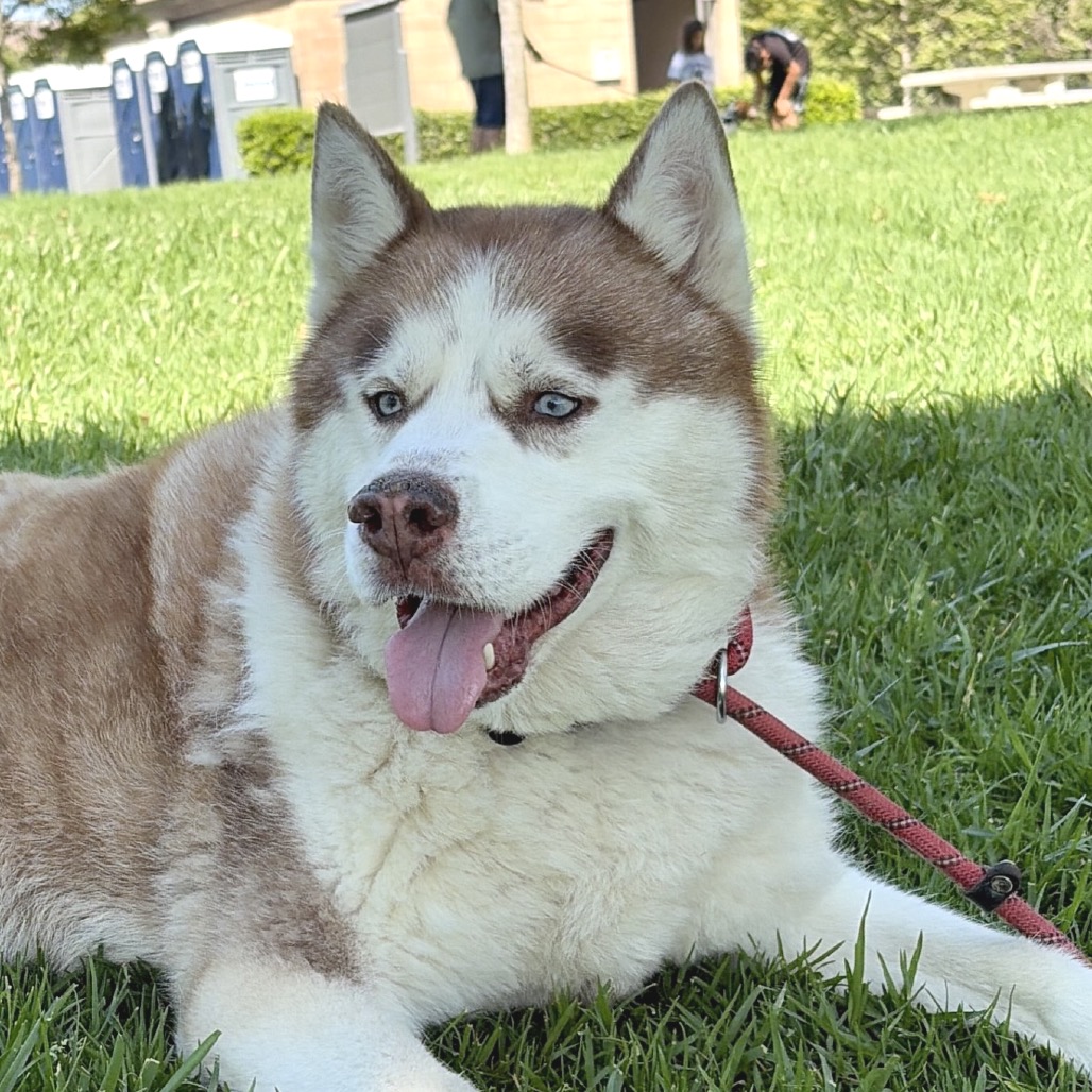 Apollo (C000-753) - Chino Hills Location, photo 42