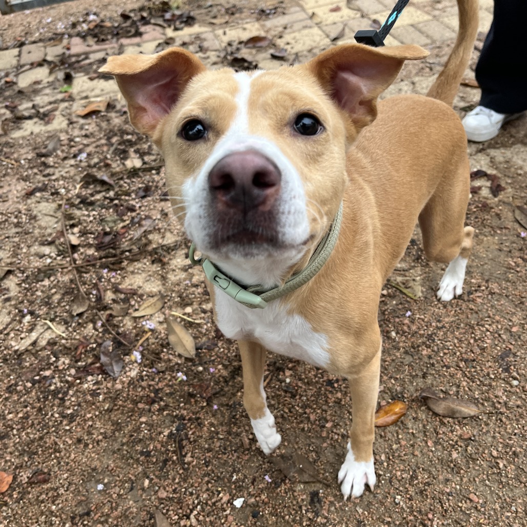 MAX (HERMES) - Terrier / American Staffordshire available for adoption