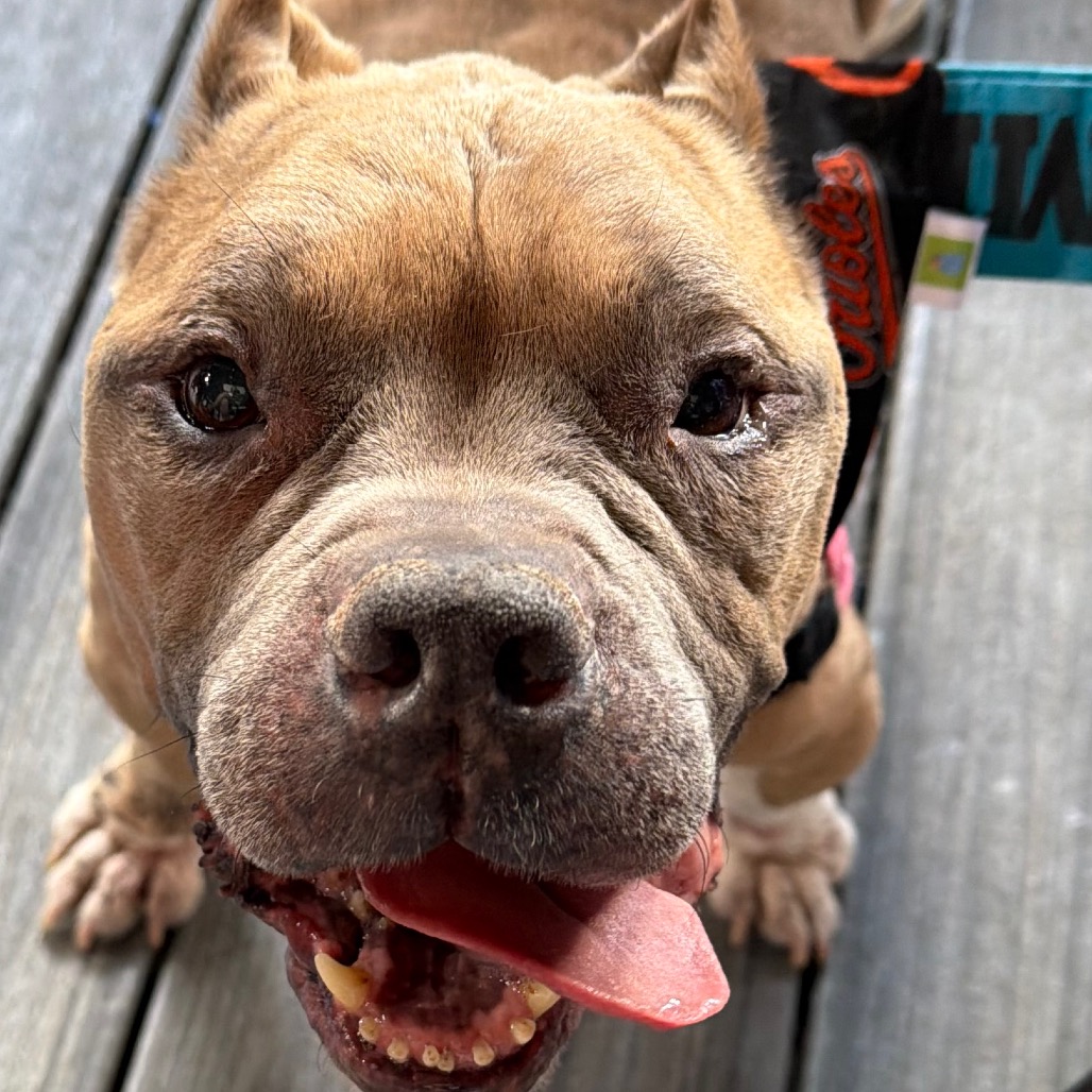 Dink, photo 31