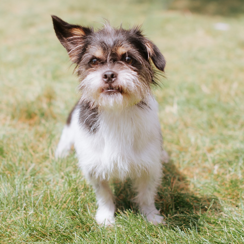 Brussels Griffon