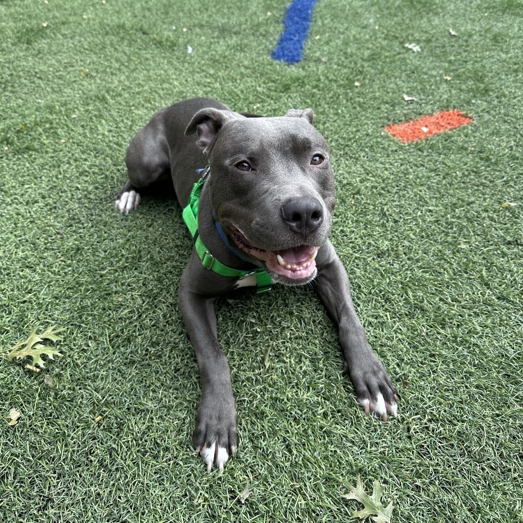ARTHUR - Terrier / American Pit Bull available for adoption