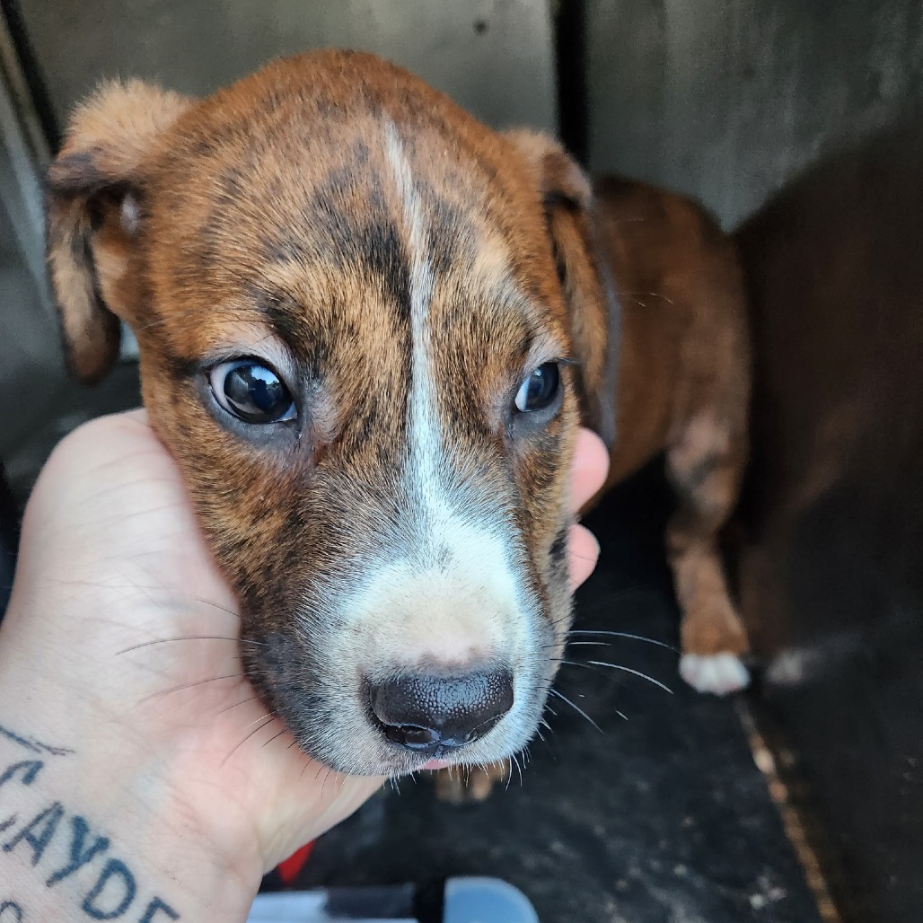 Pit Bull
