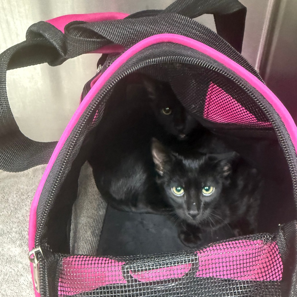 CORAL - Domestic Shorthair available for adoption