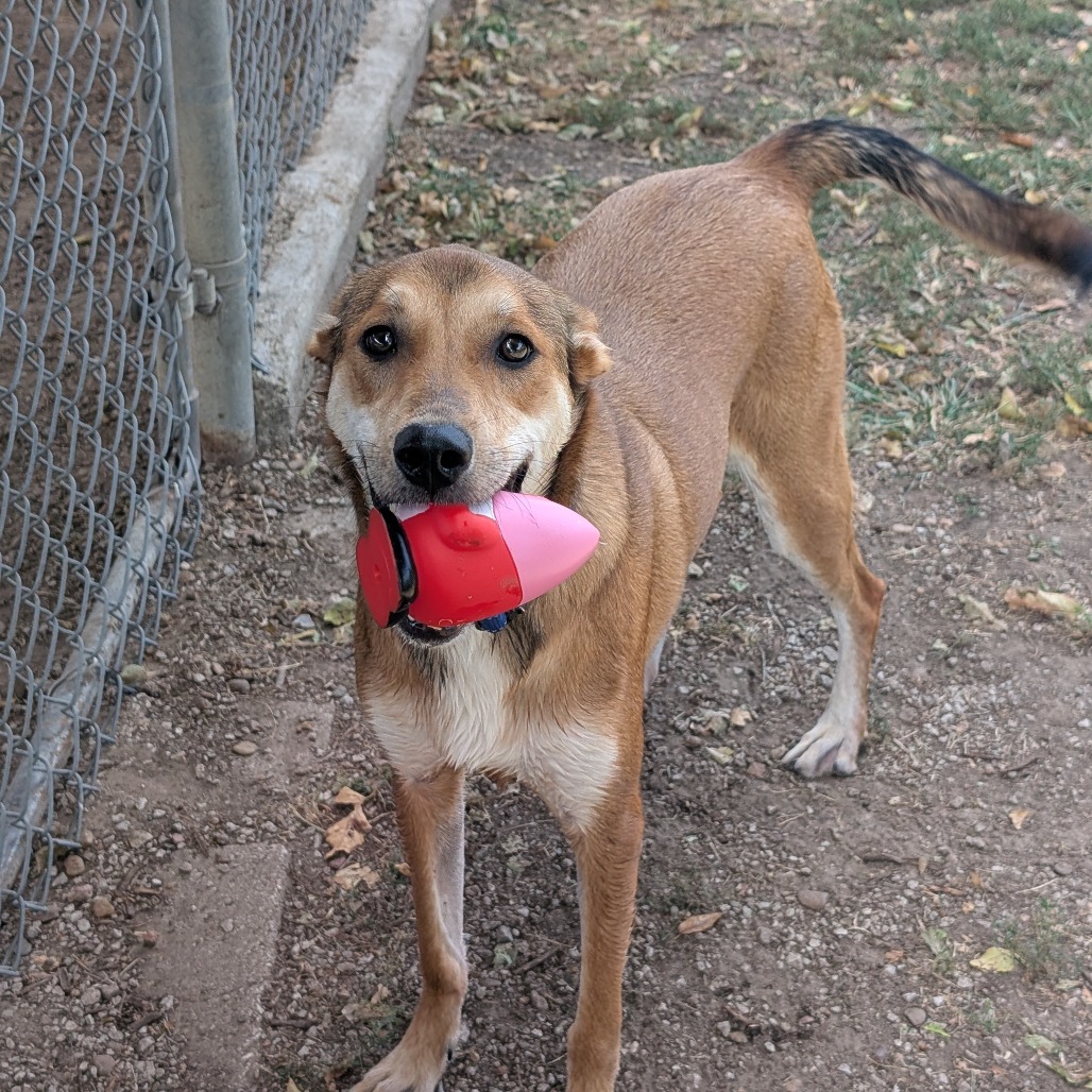 Cooper photo 19