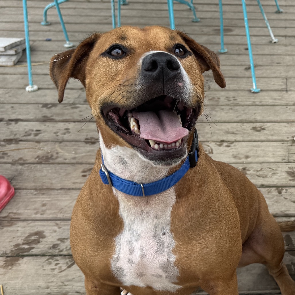 TOM - Mixed Breed (Large) available for adoption