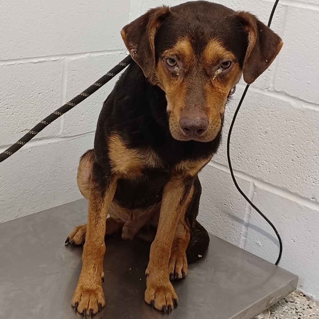 JOHNNY BOY - Pinscher, Doberman / Shepherd available for adoption