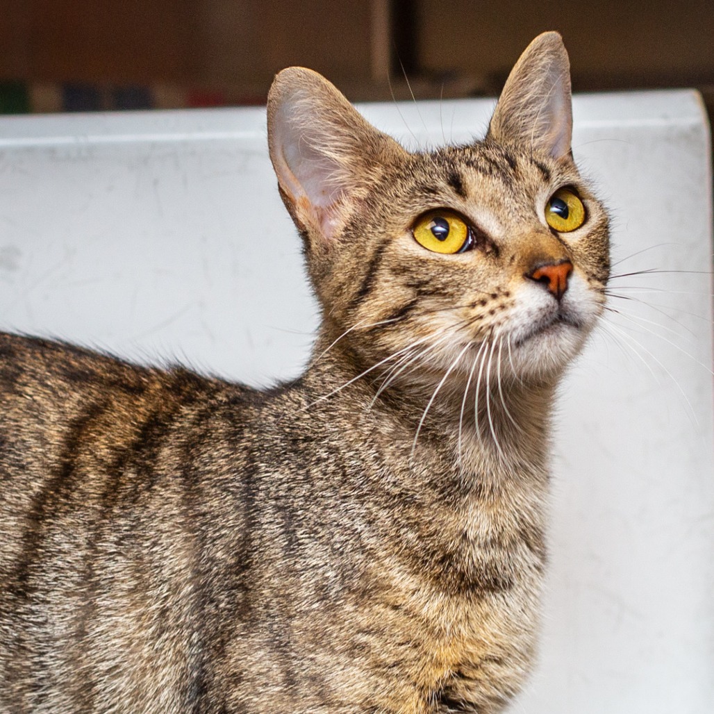 JUNIE - Domestic Shorthair / Mix available for adoption