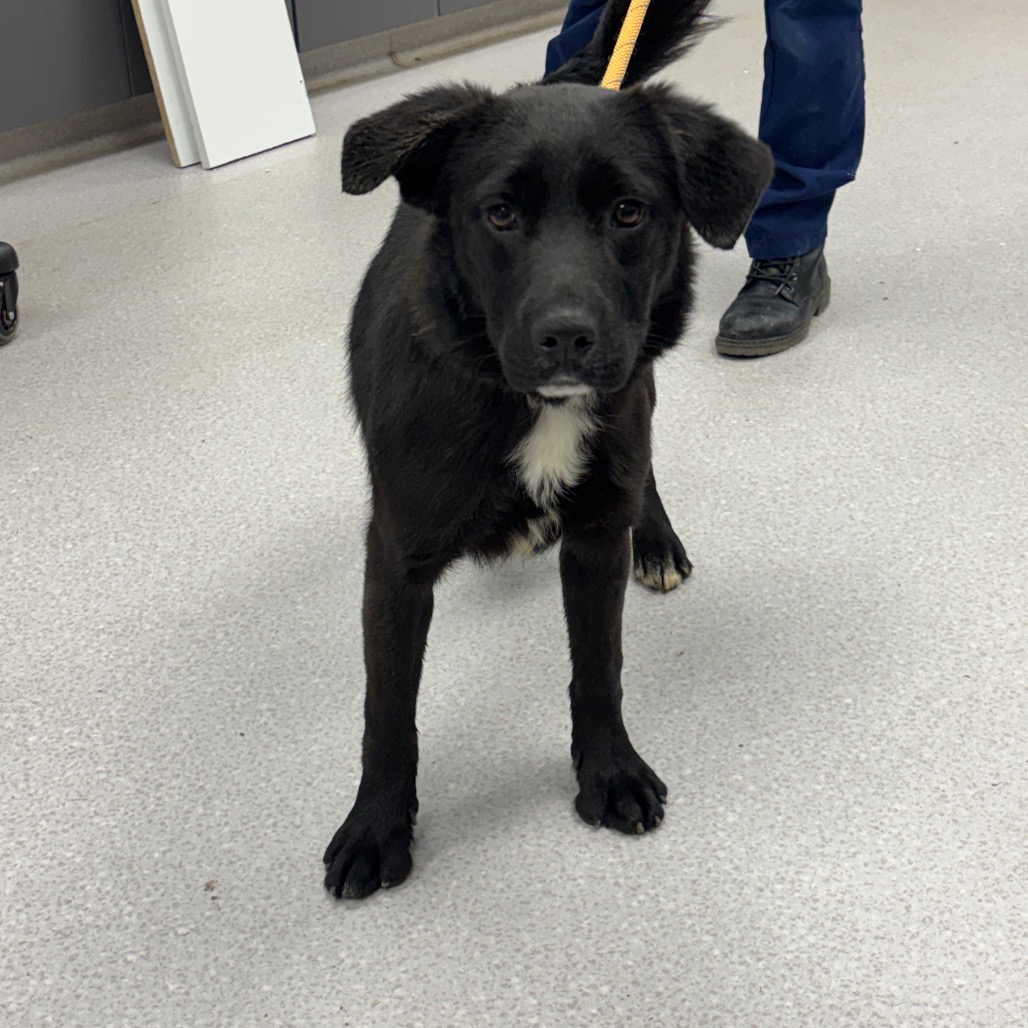 TATOR - Retriever, Labrador / Shepherd available for adoption