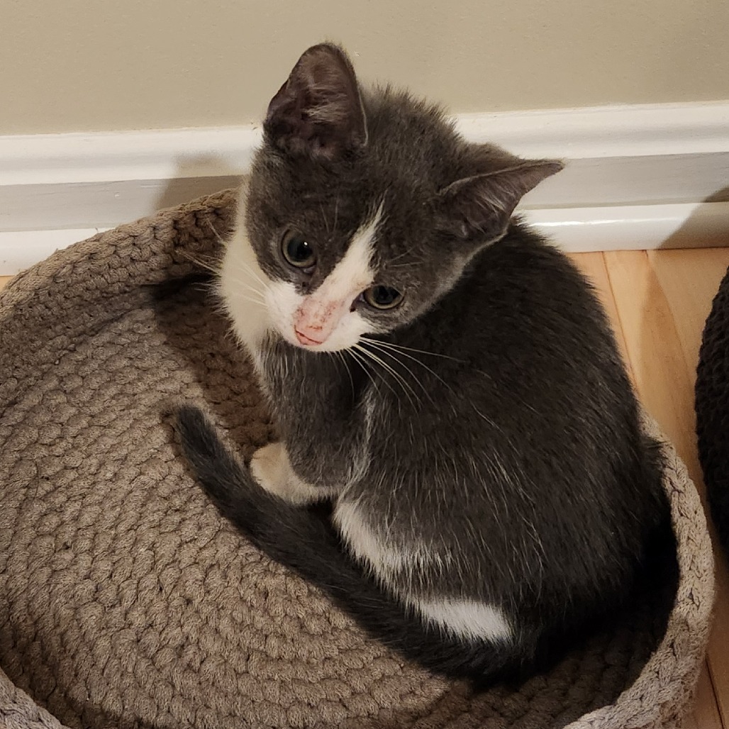 Cinder — thumbnail 2