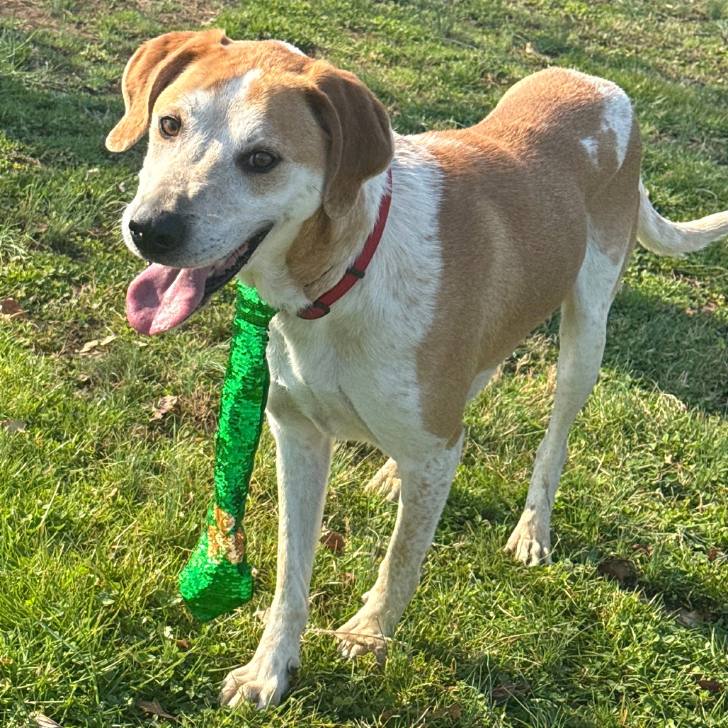 Rocco — thumbnail 7