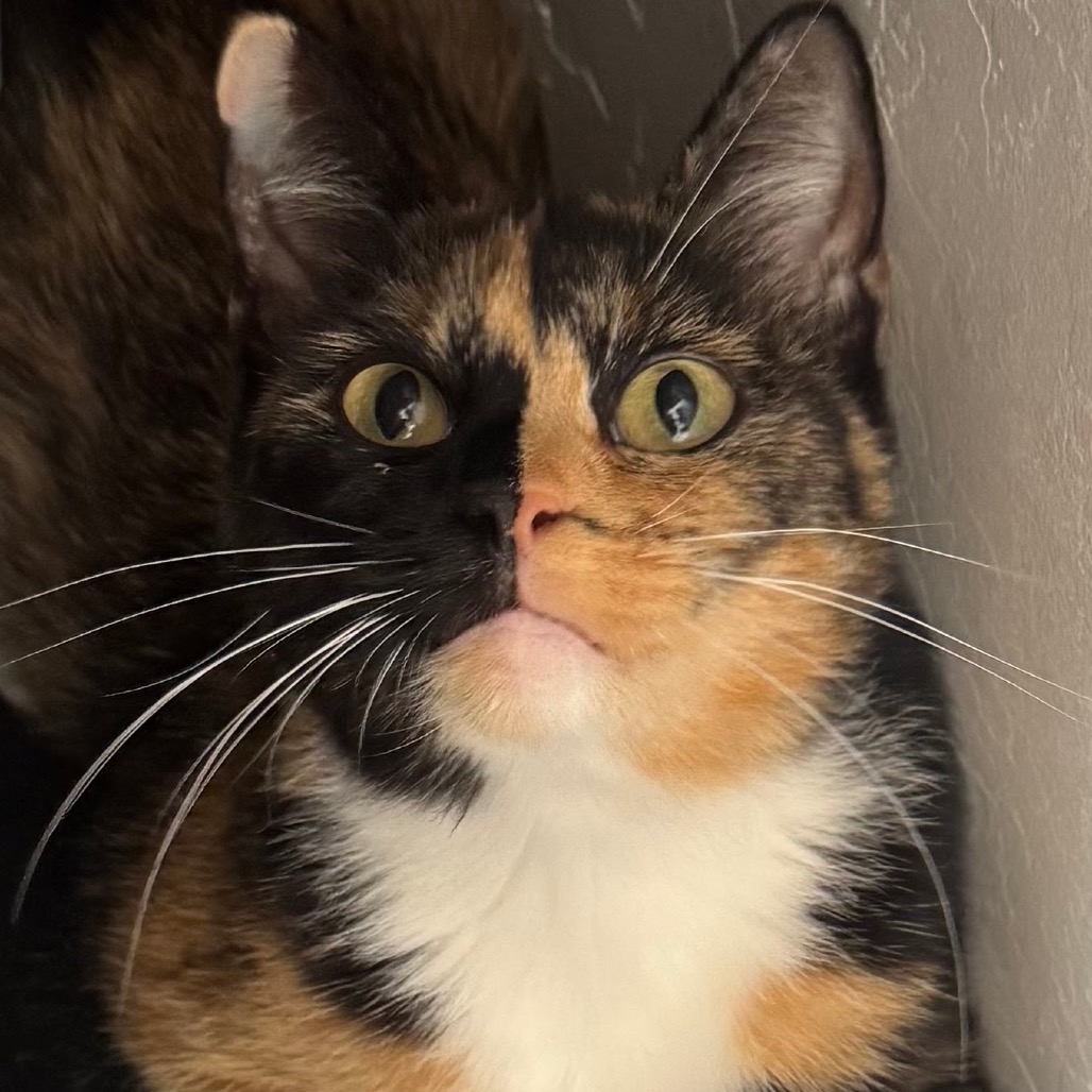 CALLIE