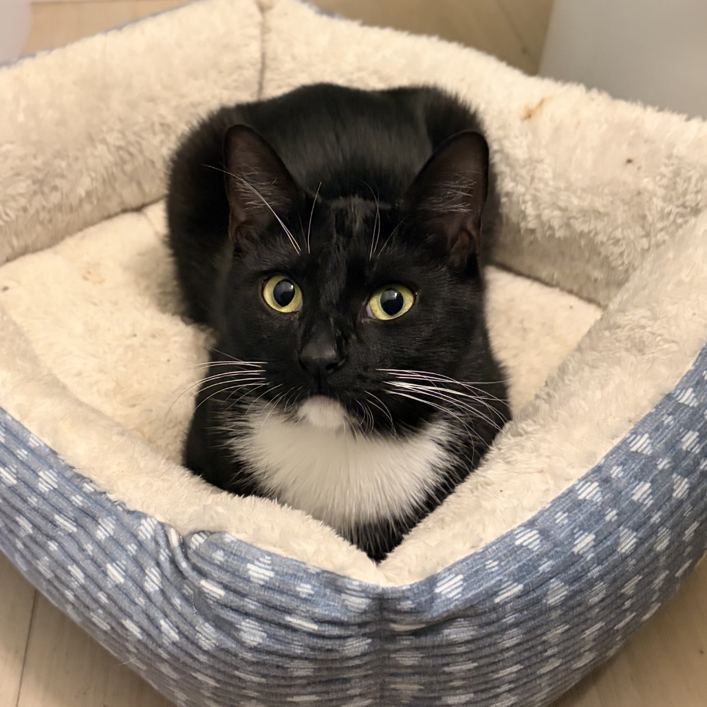 SYLVIA - Domestic Shorthair available for adoption