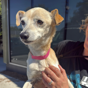 Danny A2279783, photo 2