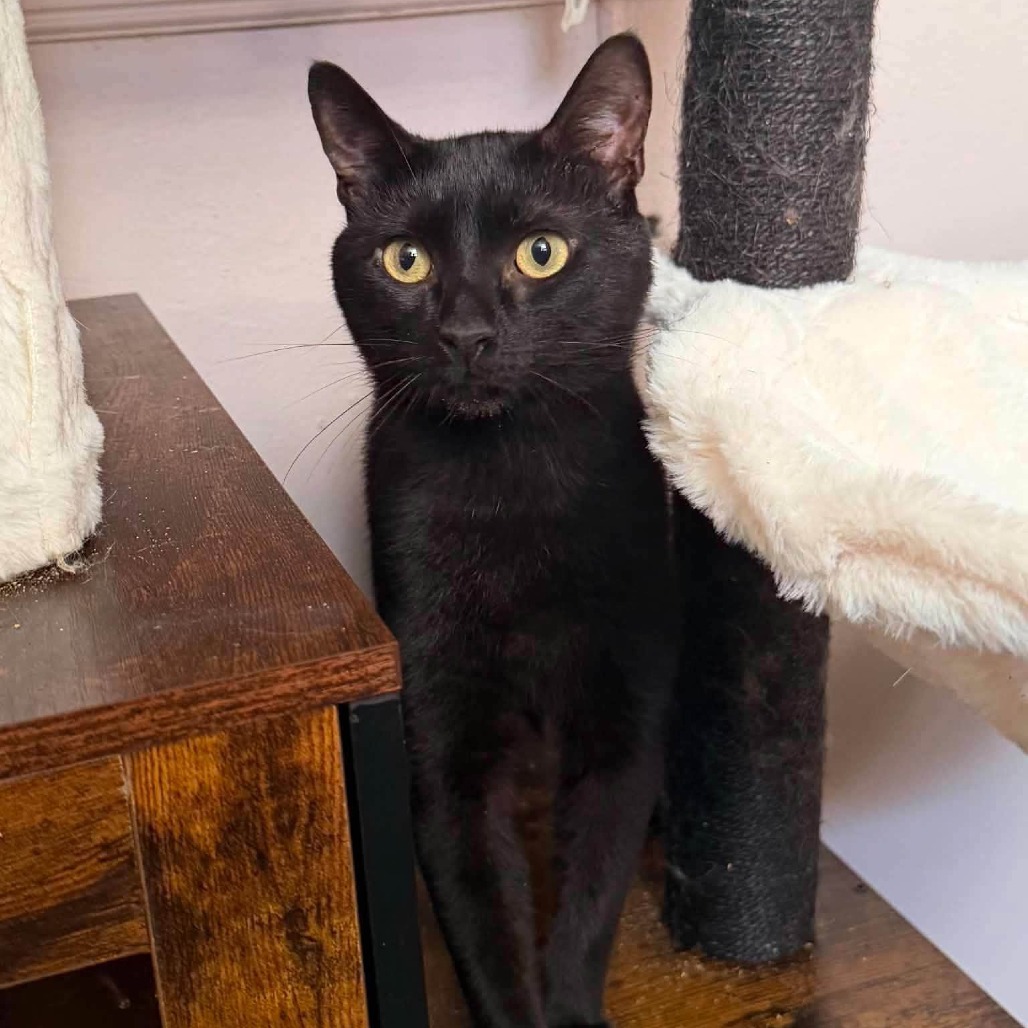 NUBS - Domestic Shorthair available for adoption