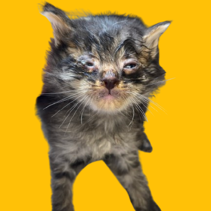 Tusc Stray 82161