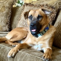 MAPLE - Shepherd / Mixed Breed (Medium) available for adoption