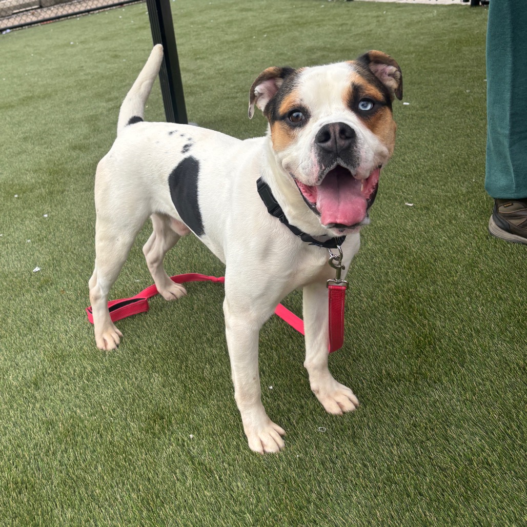 Julius "Orange" Caesar