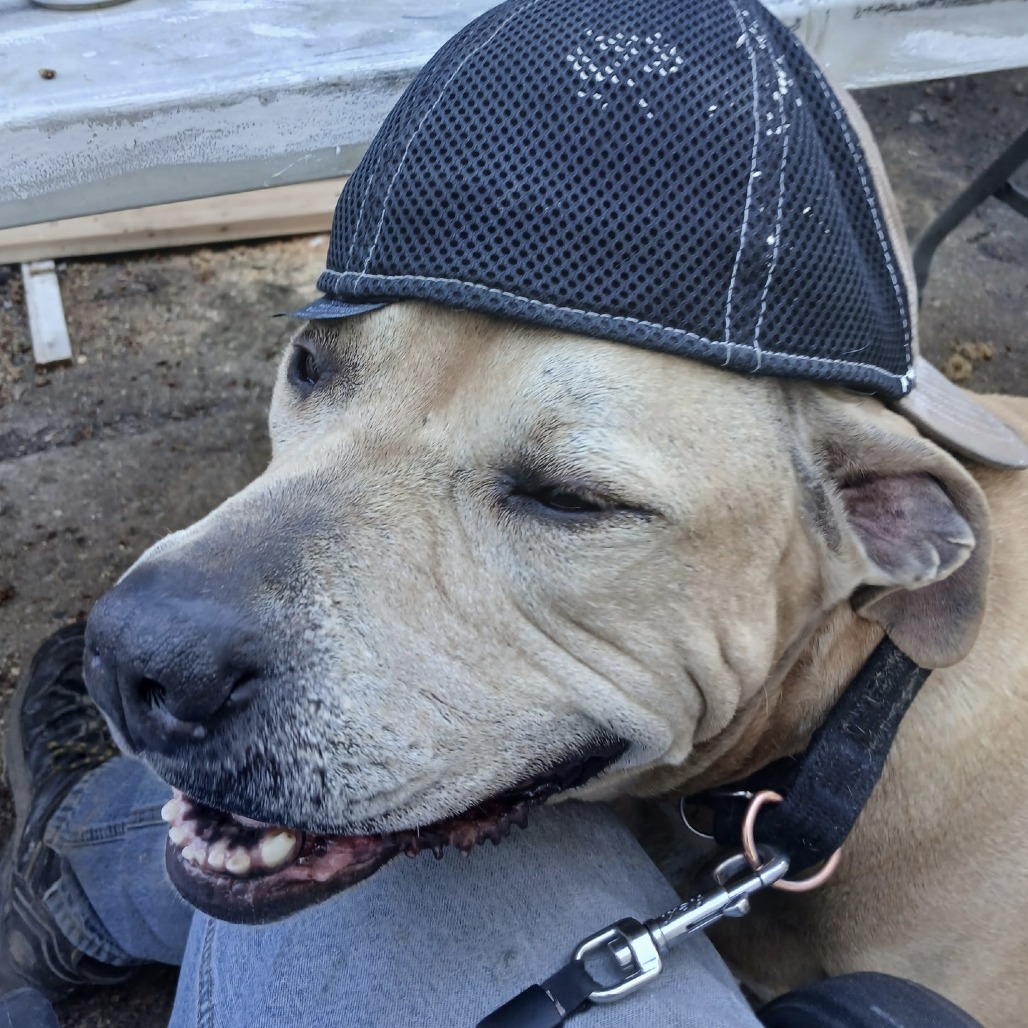 Sampson, photo 16