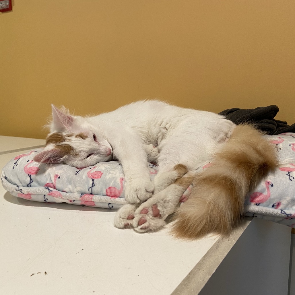 SUGAR CUBE - Domestic Longhair available for adoption