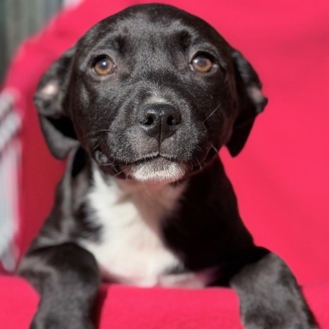 Kennel#12 Sugar's preview photo