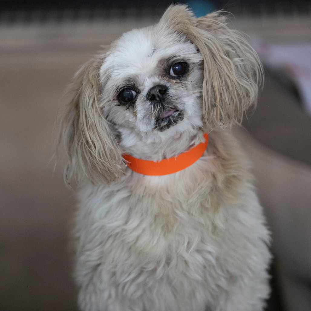 SASSY (AG26-198) - Shih Tzu available for adoption