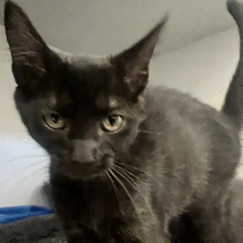 SUGAR BEAR - Domestic Shorthair available for adoption