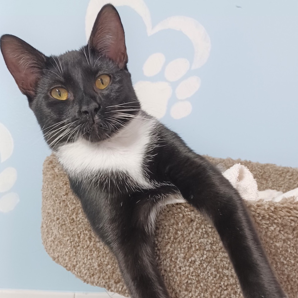 Photo of Swaddles playing