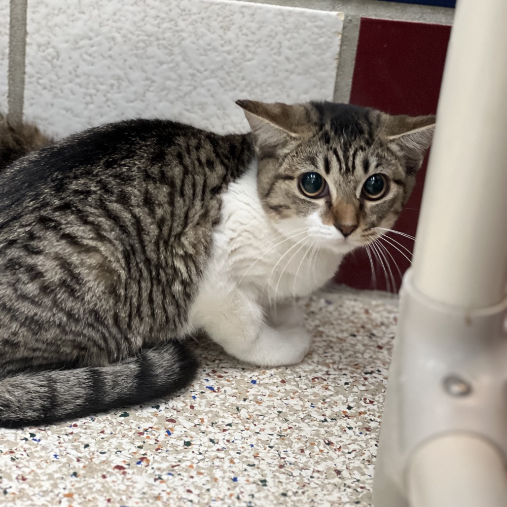 MOSES (663201) - Domestic Shorthair available for adoption