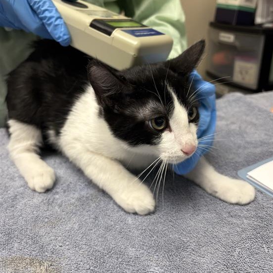 AUSTIN - Domestic Shorthair available for adoption