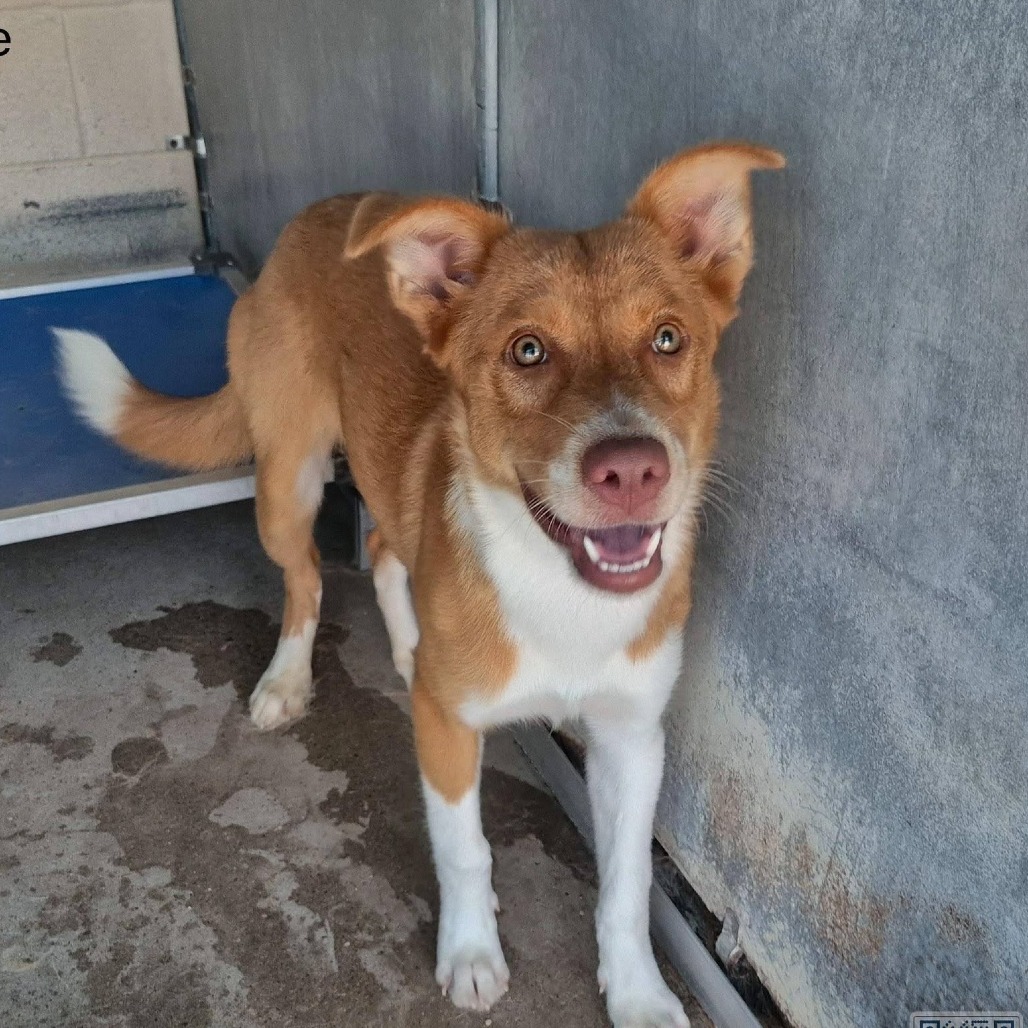 BAILEY - Shepherd / Mixed Breed (Medium) available for adoption