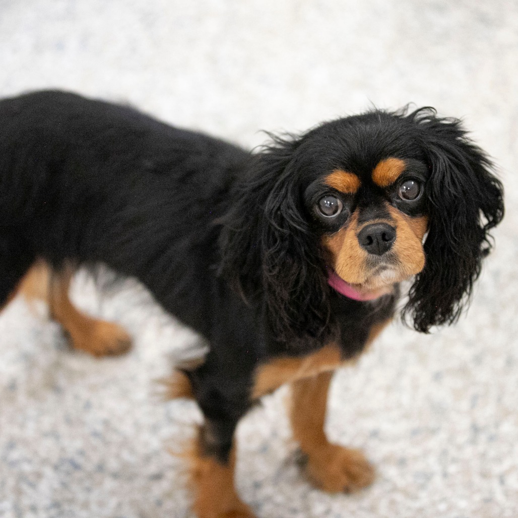 VALENTINA (AG26-120) - Spaniel / Cavalier King Charles available for adoption