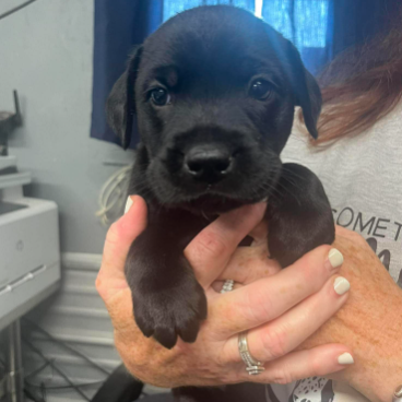NOAH - Retriever, Black Labrador / Terrier available for adoption