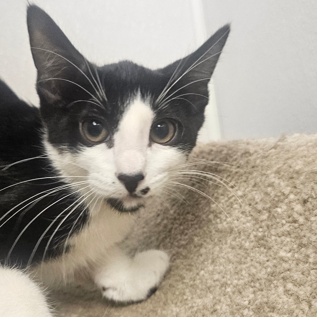 BRUNO - Domestic Shorthair available for adoption