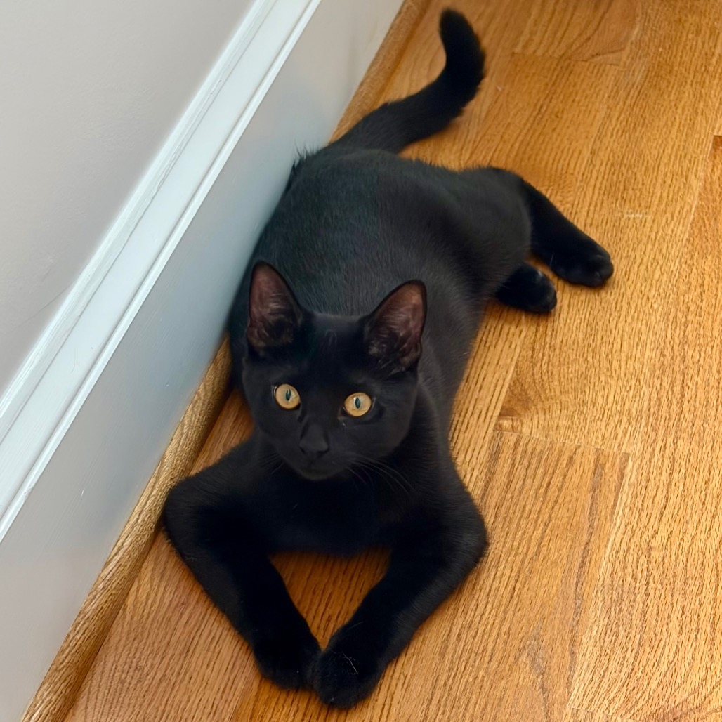 MAY - Domestic Shorthair available for adoption