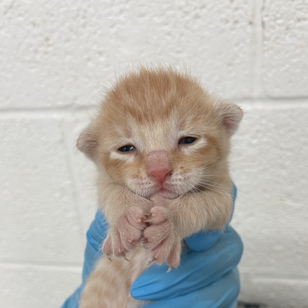 KITTY 1 - Domestic Shorthair available for adoption