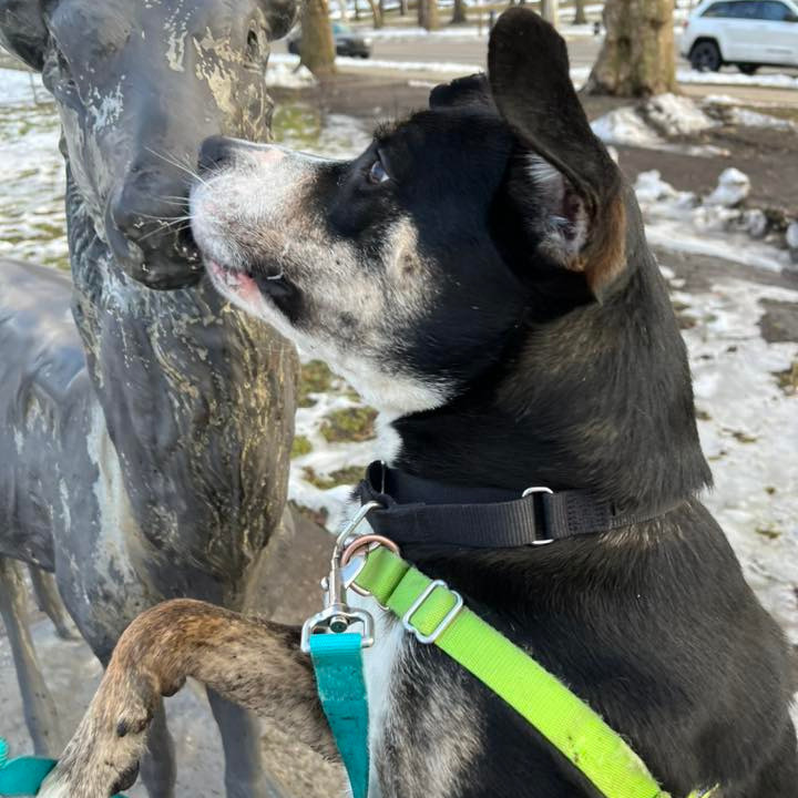 Photo of Swiss Miss 8