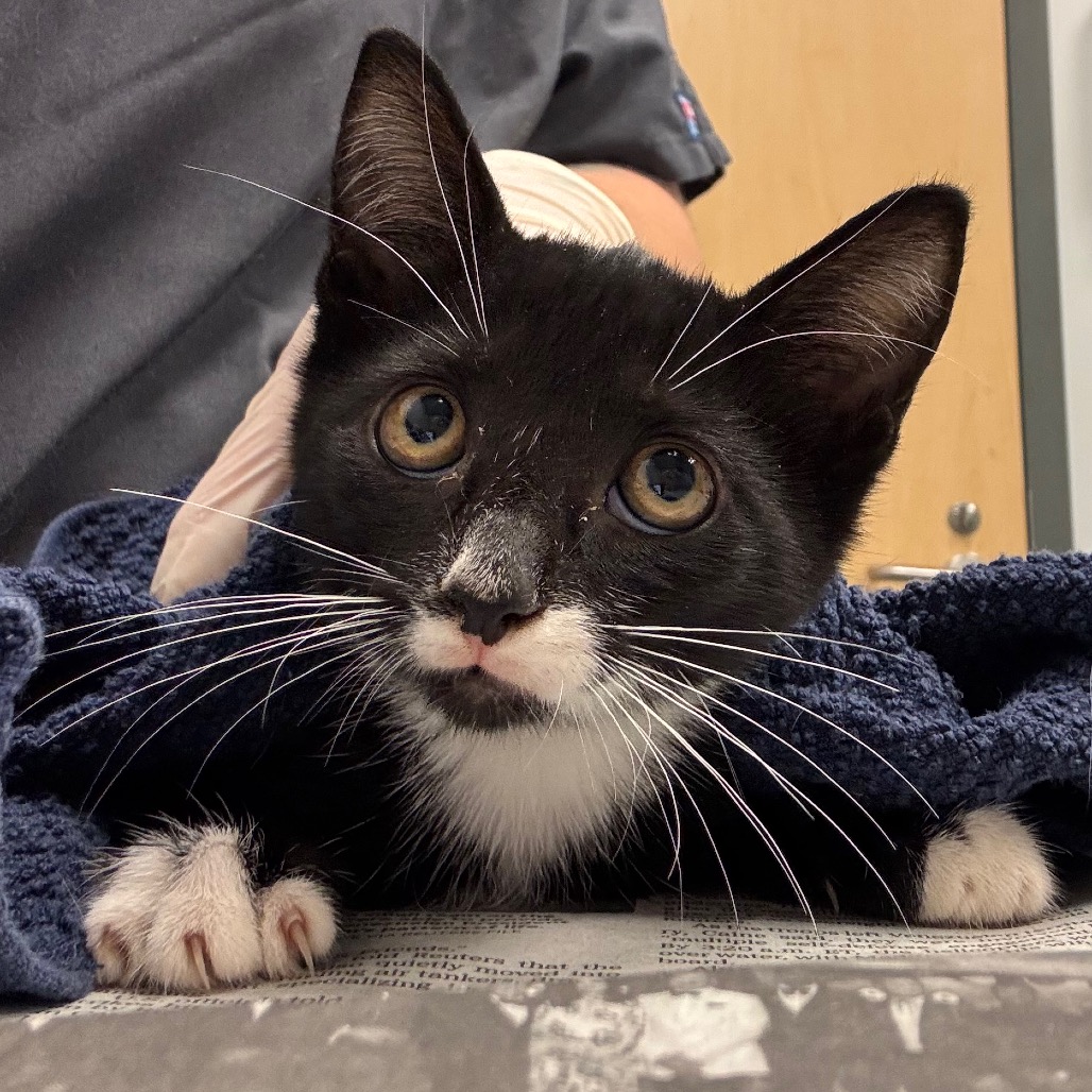 DATA - Domestic Shorthair available for adoption