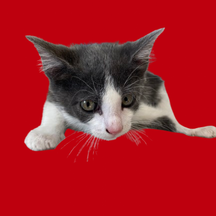 Broom