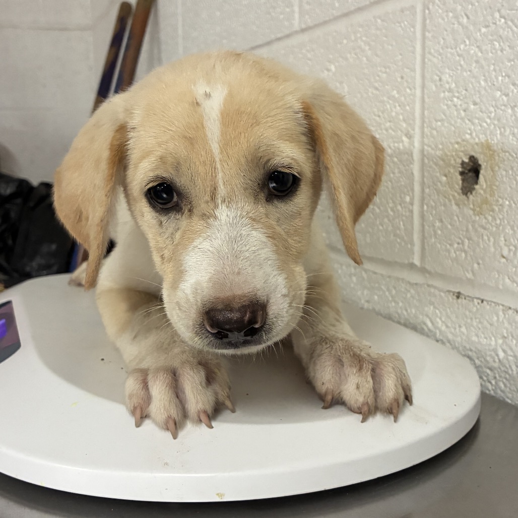 CINNAMAROLL - Shepherd / Husky available for adoption