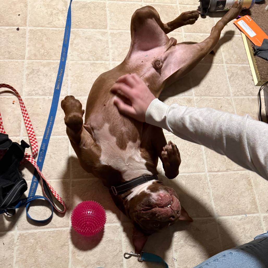 Sen Animal Rescue Senpai Sam is available for adoption at CARE - Center for Animal Rescue ...