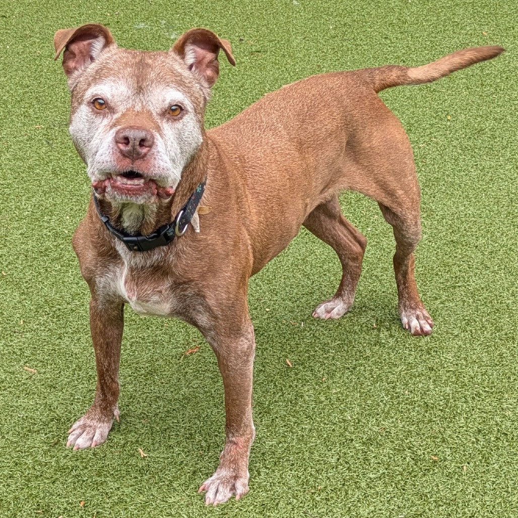 Buddy, additional photo