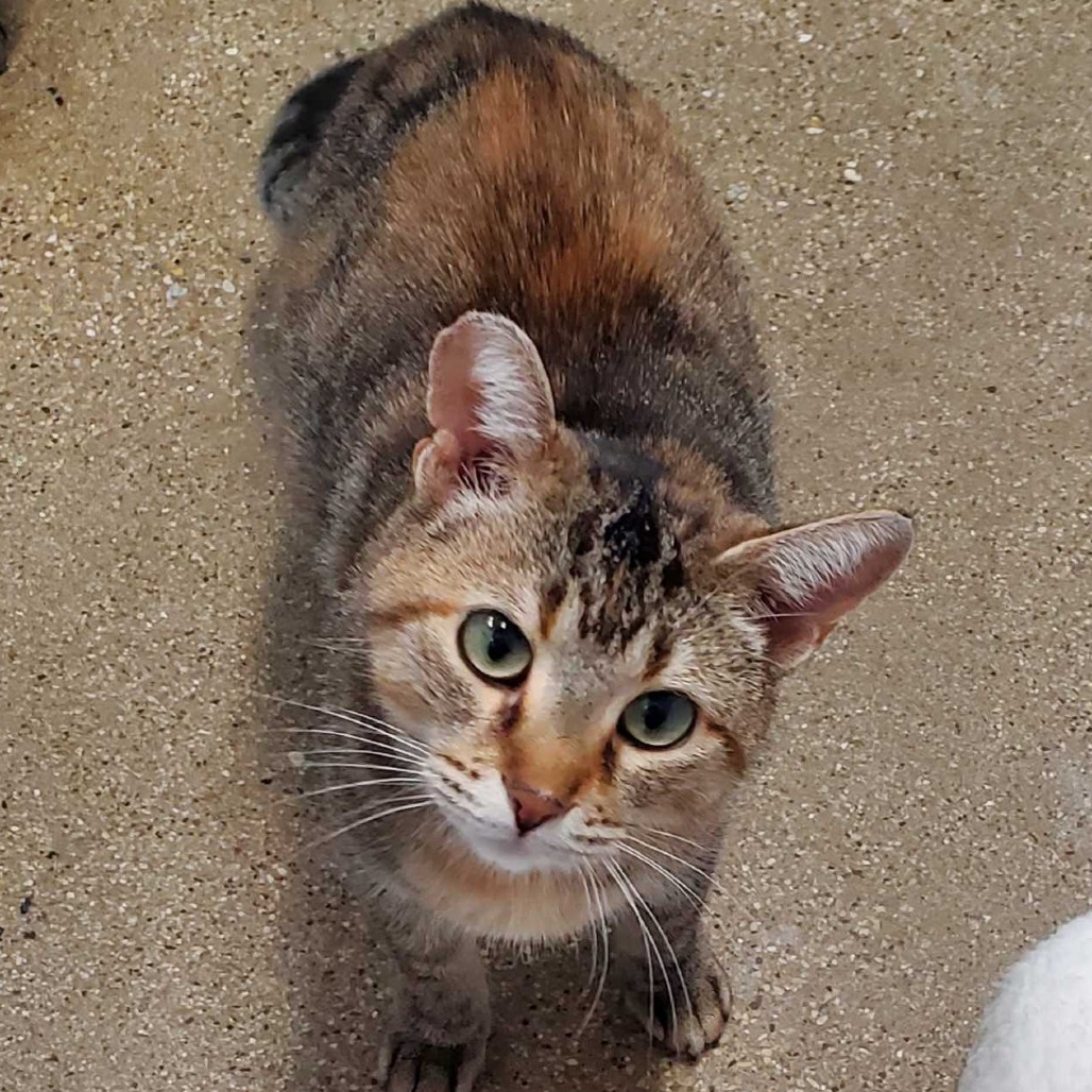 Piper (c2026), photo 3