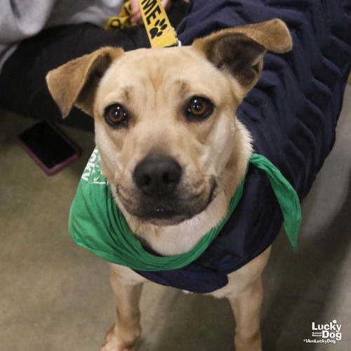 BRANDICE - Shepherd / Retriever available for adoption